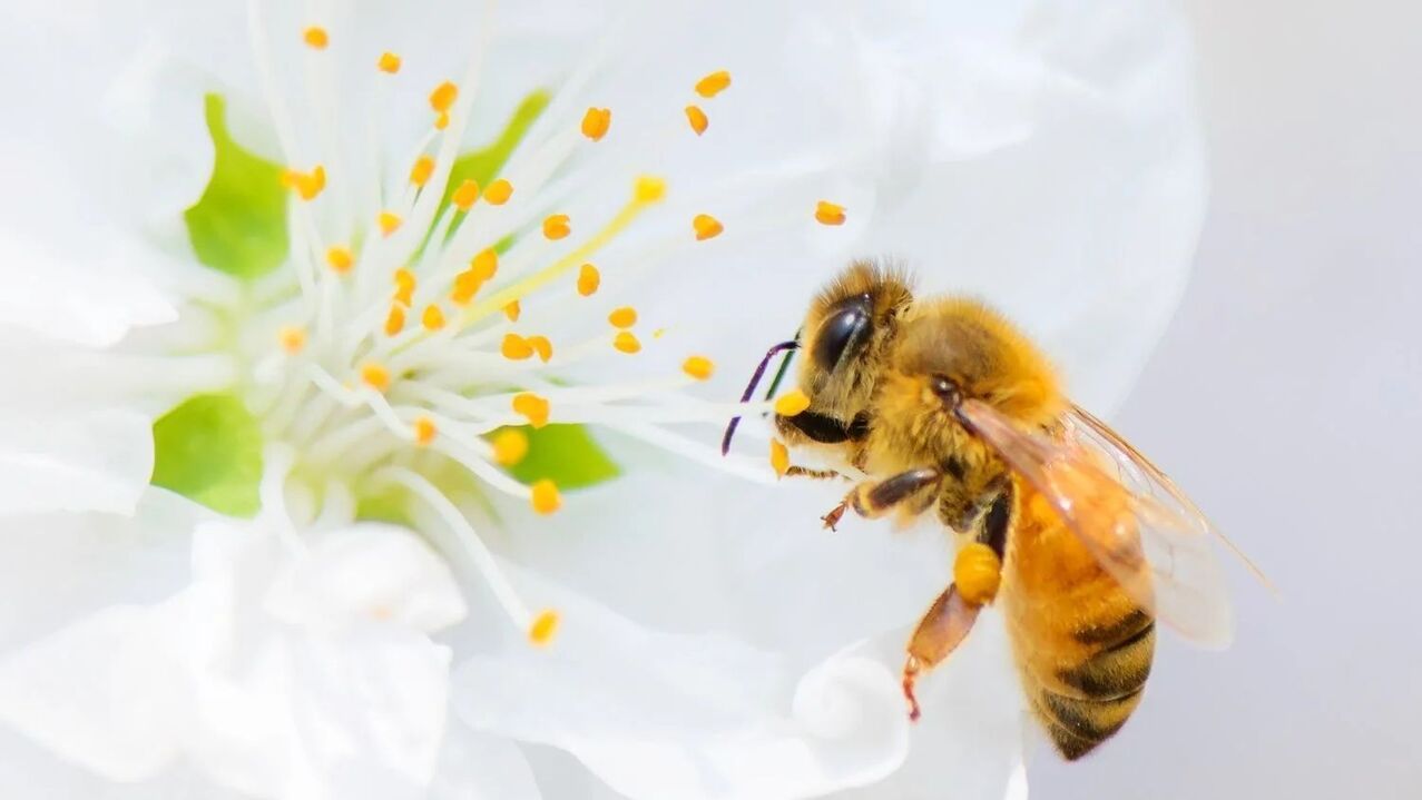 Agrandamiento del pene con picaduras de abeja